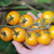 Imagen de Cherry Gold Nugget