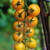 Cherry Gold Nugget