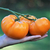 Tomate Amana Orange - comprar online
