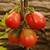 Tomate Ivan Kupala - tienda online