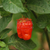 Chile Bubblegum Rojo