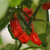 Chile Bubblegum Rojo - comprar online