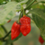 Chile Bubblegum Rojo en internet