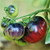 Tomate Amatista - LA HUERTA ORGÁNICA SEMILLAS