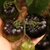 Tomate La Cadero - tienda online
