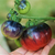 Tomate Amatista - comprar online