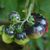 Tomate Amatista en internet