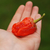 Chile Bubblegum Rojo - LA HUERTA ORGÁNICA SEMILLAS
