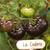 Tomate La Cadero - LA HUERTA ORGÁNICA SEMILLAS