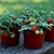 Cherry Microtom - comprar online