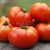 Tomate Marmande - comprar online