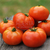 Tomate Marmande - tienda online