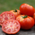 Tomate Marmande
