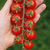 Cherry Cereza Belga - tienda online