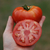 Tomate Marmande - LA HUERTA ORGÁNICA SEMILLAS