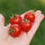 Cherry Cereza Belga - LA HUERTA ORGÁNICA SEMILLAS