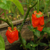 Imagen de Chile Bubblegum Rojo