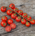 Cherry Cereza Belga - comprar online