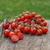 Cherry Cereza Belga