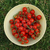 Imagen de Cherry Cereza Belga