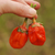 Chile Bubblegum Rojo - comprar online