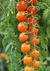 Cherry Perita Naranja (Santorange) en internet