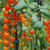 Cherry Perita Naranja (Santorange) - LA HUERTA ORGÁNICA SEMILLAS