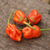 Chile Bubblegum Rojo - LA HUERTA ORGÁNICA SEMILLAS