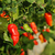 Imagen de Ají Ghost - Bhut Jolokia Rojo