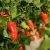 Imagen de Ají Ghost - Bhut Jolokia Rojo