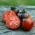 Tomate La Cadero - comprar online