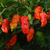 Ají Ghost - Bhut Jolokia Rojo