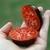 Tomate La Cadero en internet