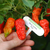 Ají Ghost - Bhut Jolokia Rojo - comprar online
