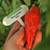 Ají Ghost - Bhut Jolokia Rojo