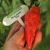 Ají Ghost - Bhut Jolokia Rojo