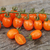 Cherry Perita Naranja (Santorange) en internet