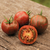 Tomate Violet Jasper