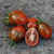 Cherry Trufa de Chocolate - LA HUERTA ORGÁNICA SEMILLAS