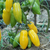 Imagen de Tomate Banana Legs
