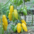 Tomate Banana Legs - LA HUERTA ORGÁNICA SEMILLAS