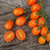 Cherry Perita Naranja (Santorange) - LA HUERTA ORGÁNICA SEMILLAS