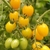 Cherry Dátil Amarillo - LA HUERTA ORGÁNICA SEMILLAS