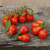Imagen de Cherry Lágrima Roja