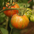 Tomate Cascada de Lava - comprar online