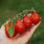 Cherry Lágrima Roja - LA HUERTA ORGÁNICA SEMILLAS