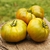 Tomate Malaquita Box