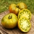 Tomate Malaquita Box en internet