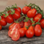 Cherry Lágrima Roja