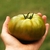Tomate Malaquita Box - comprar online